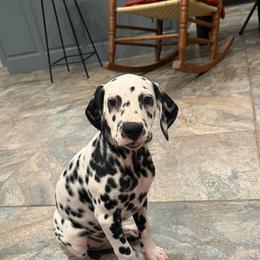 Brownie Batter - White and black female Dalmatian puppy in Austin, Texas from Dazzling Dalz