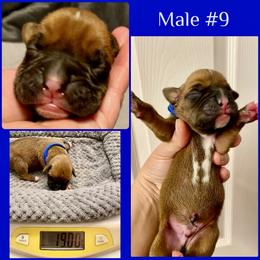 Blue - 9rh born - Fawn male Boxer puppy in Brownsville, Oregon from Vincent's Pride Boxers ~ Dudley's Dream Boxers