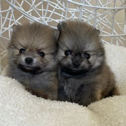 Pomeranians from Truly Pomeranian