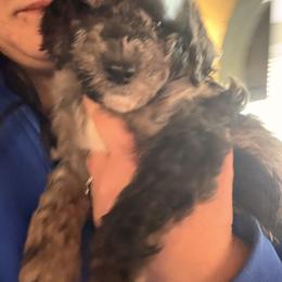 Cockapoo and Goldendoodle Puppies from Jax Doodles