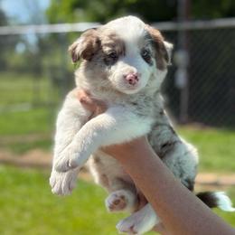 Red Merle - Red merle male Border Collie puppy in Nashville, Arkansas from Whisenhunt Farms