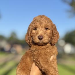 Green - Red  male Goldendoodle puppy in Spring, Texas from The Doodle Den