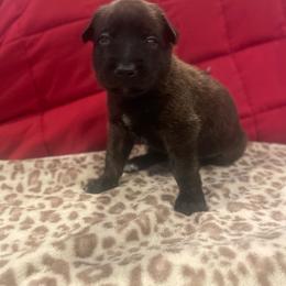 Iroh - Brindle male xDutch Shepherd puppy in Chelsea, Alabama from Alliance K9