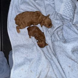 Poodle Puppies from Johnson Ventures