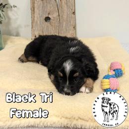 Zae - Black tri female Miniature Australian Shepherd puppy in Jaroso, Colorado from Heaven Sent Aussies