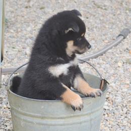 Shiba Inu and Yorkshire Terrier Puppies from Royal Kennels