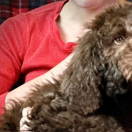 Asteroid - Brown and white Aussiedoodle puppy in Marion, North Carolina from Puddles' Puppies
