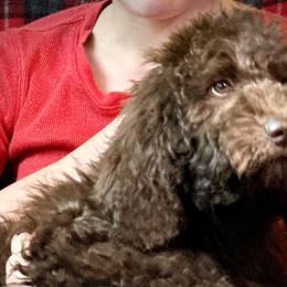 Asteroid - Brown and white Aussiedoodle puppy in Marion, North Carolina from Puddles' Puppies