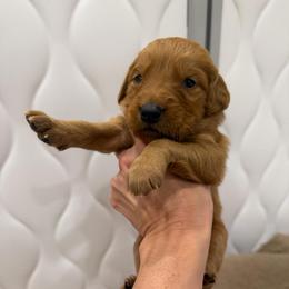 Orange Collar - Dark golden female Golden Retriever puppy in Turtlepoint, Pennsylvania from Allegheny River Retrievers