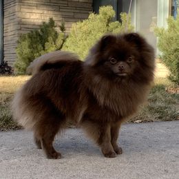 Maddie  - Pomeranian