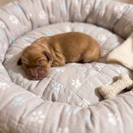 Paige - Ruby female Cavalier King Charles Spaniel puppy in Pennsylvania from Julie's Cavalier King Charles Spaniels