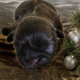 NA2 - Chocolate female Shih Tzu puppy in Olive Branch, Mississippi from K&T FURBABIES