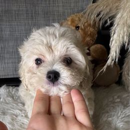 Bella - Cafe au lait female Maltipoo puppy in Hollywood, Florida from Iuliia's puppies