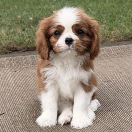Zephr - Blenheim male Cavalier King Charles Spaniel puppy in Almont, Michigan from Mtn to Sea
