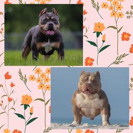 American Bully puppies from Solidified Midwest Bullies