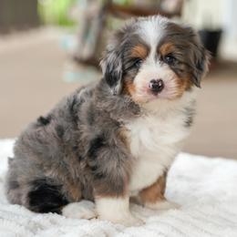 Jet - Merle male Bernedoodle puppy in Dundee, Ohio from Down Home Doodle
