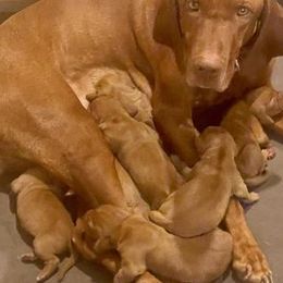 Vizslas from PRP Vizslas
