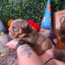 Princess - Lilac tri-color female Bulldog puppy in Burleson, Texas from Diamond Deluxx Frenchies