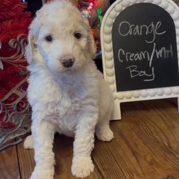 Orange - Kipper - Cream male Goldendoodle puppy in Jasper, Georgia from Owen Doodles