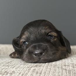 Girl 4 - Brindle female Dachshund puppy in Allenhurst, Georgia from B’s Dapper Dachshunds