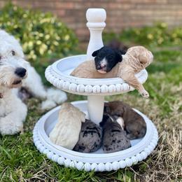 Sheepadoodle Puppies from Sarah Pearl’s Mini Sheepadoodles