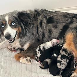Miniature Australian Shepherd puppies from CenCal Mini Aussies