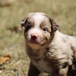 Ian - Red merle male Australian Shepherd puppy in Violet Hill, Arkansas from Sweets' Cattle Co and Australian Shepherds