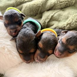 Lakeland Terrier puppies from Cirnef Lakelands