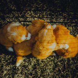 Nova Scotia Duck Tolling Retriever Puppies from Spitfire Tollers