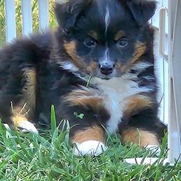 Miniature Australian Shepherd and Toy Australian Shepherd Puppies from Sapphire Stables