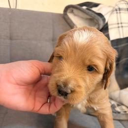 Blue collar boy - Cream male Labradoodle puppy in Pollock Pines, California from Goindoodles
