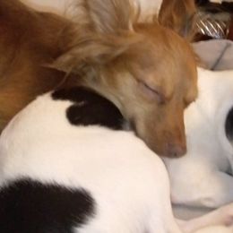 Chihuahuas from Cricket's Family Tree