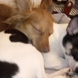 Chihuahuas from Cricket's Family Tree