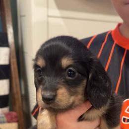 Daphne - Black and tan female Dachshund puppy in Perkins, Oklahoma from 4B Dachshunds