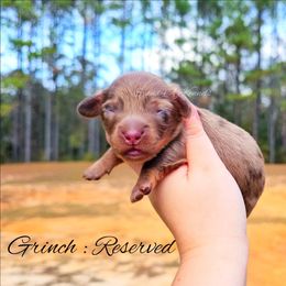Grinch - Dapple male Dachshund puppy in Quitman, Mississippi from S-and-A Kennels
