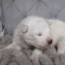 Light Blue Girl - Samoyed puppy in West Jordan, Utah from My Samoyed Family