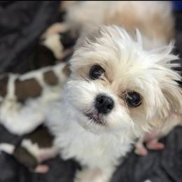 Jingles - Havanese