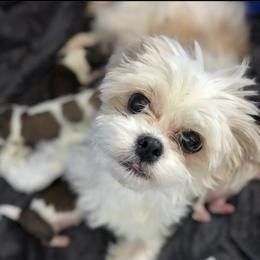 Jingles - Havanese