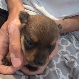 Rocket - Chocolate brindled fawn male Chihuahua puppy in Bethlehem, Pennsylvania from Steel City Exotics