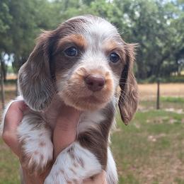 Mya - Chocolate and tan female Dachshund puppy in Winter Haven, Florida from Gateway 2 Little Paws