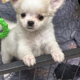 Truffle - Cream and white female Chihuahua puppy in Summerfield, Florida from Impeccable's Boutique & Ethical Breeder for the educated & discriminating ONLY