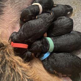 Airedale Terrier Puppies from Rising-aire Terriers