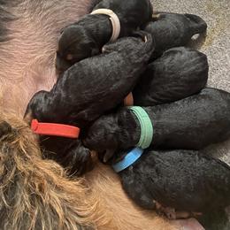 Airedale Terrier Puppies from Rising-aire Terriers