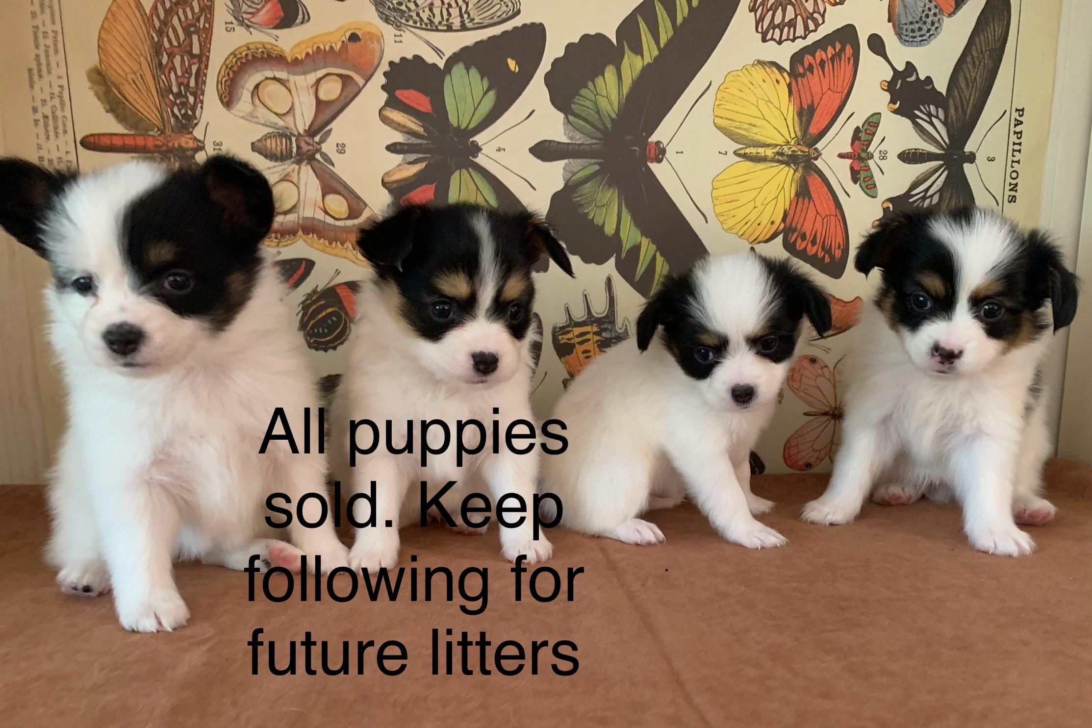 Papillon's of Polk County Florida in Florida | Papillon puppies
