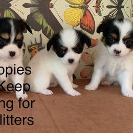 Papillons from Papillon's of Polk County Florida