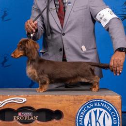 Benny - Dachshund