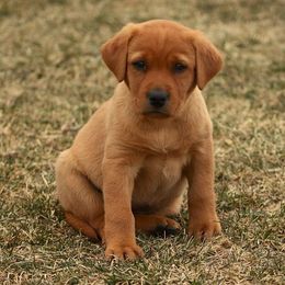 Labrador Retrievers from Newfound Retrievers