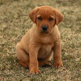 Labrador Retrievers from Newfound Retrievers