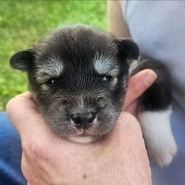 Bravo - Agouti and white male Siberian Husky puppy in Louisville, Kentucky from Wild Hunt Huskies