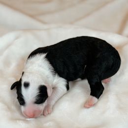 Frappuccino - Black and white male Sheepadoodle puppy in Cleveland, Tennessee from Narrow Path Old English & Sheepadoodles